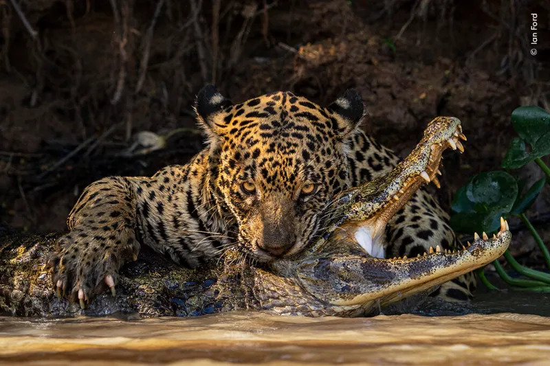 Ian-Ford-Wildlife-Photographer-of-the-Year-1024x682