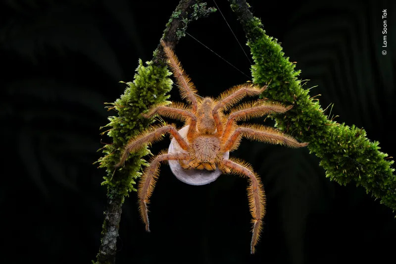 Lam-Soon-Tak-Wildlife-Photographer-of-the-Year-1024x682