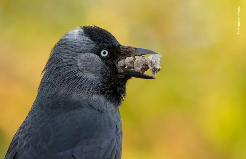 Samual-Stone-Wildlife-Photographer-of-the-Year-1024x662