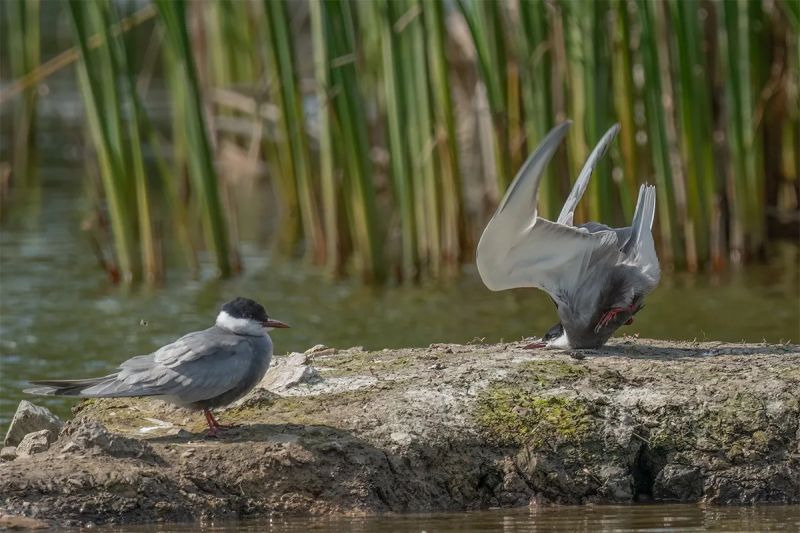 Damyan-Petkov_Whiskered-tern-crash-on-landing