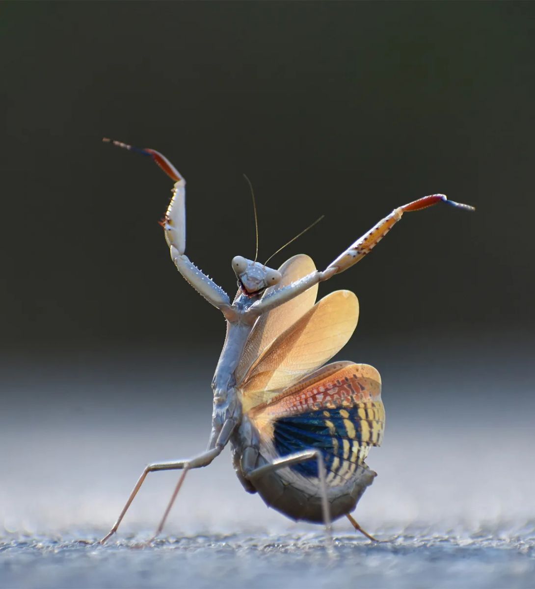 Jose-Miguel-Gallego-Molina_Mantis-flamenca