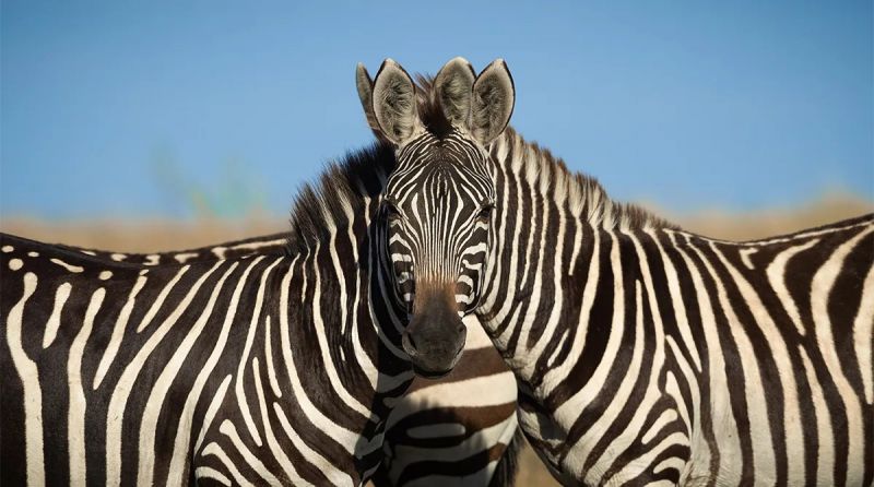 Sarosh-Lodhi_Wait-Which-Zebra-is-in-front