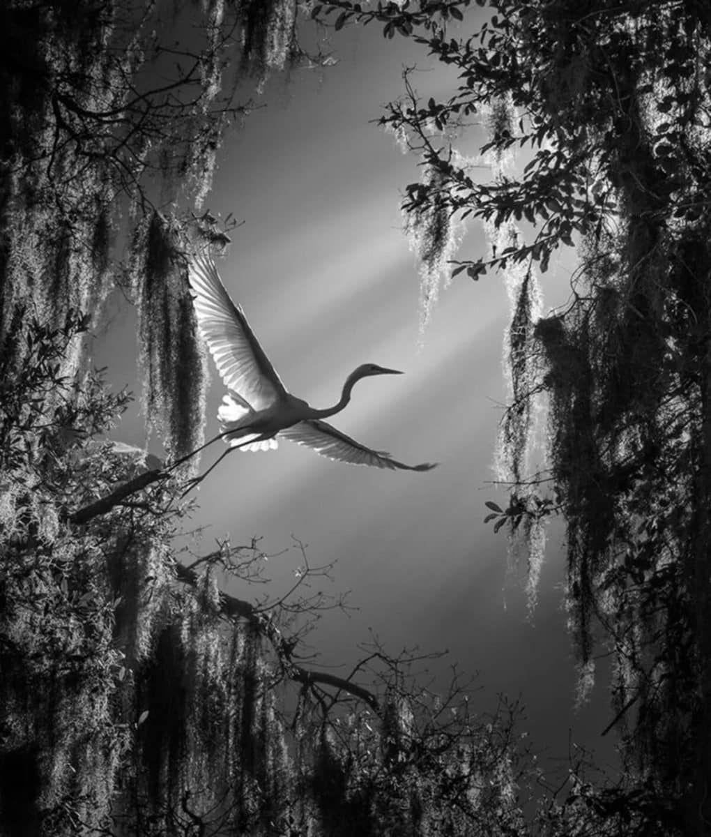 monochrome-wildlife-photography-awards-02-1020x1200