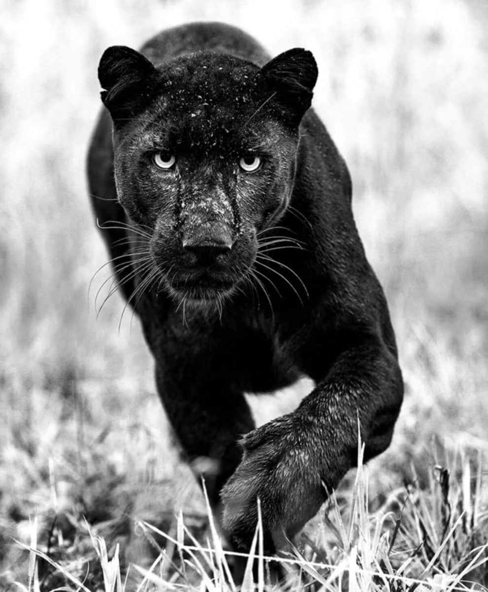 monochrome-wildlife-photography-awards-08-990x1200