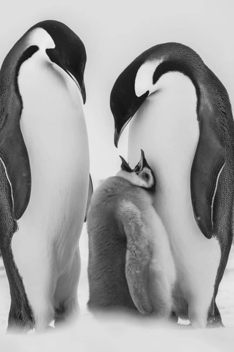 monochrome-wildlife-photography-awards-09-799x1200